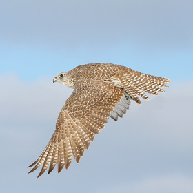 Falco Rusticolus in Flight