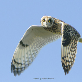   (Lat. Asio flammeus) Short-Eared Owl.